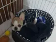 Chico