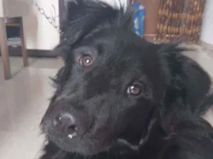 Cachorro raça mestiço com chow chow idade 7 a 11 meses nome binho
