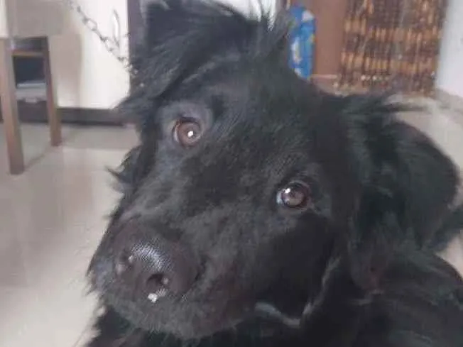 Cachorro ra a mestiço com chow chow idade 7 a 11 meses nome binho