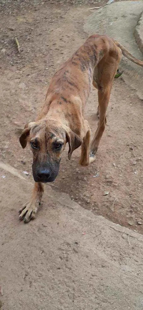 Cachorro ra a Fila idade 7 a 11 meses nome Kirela