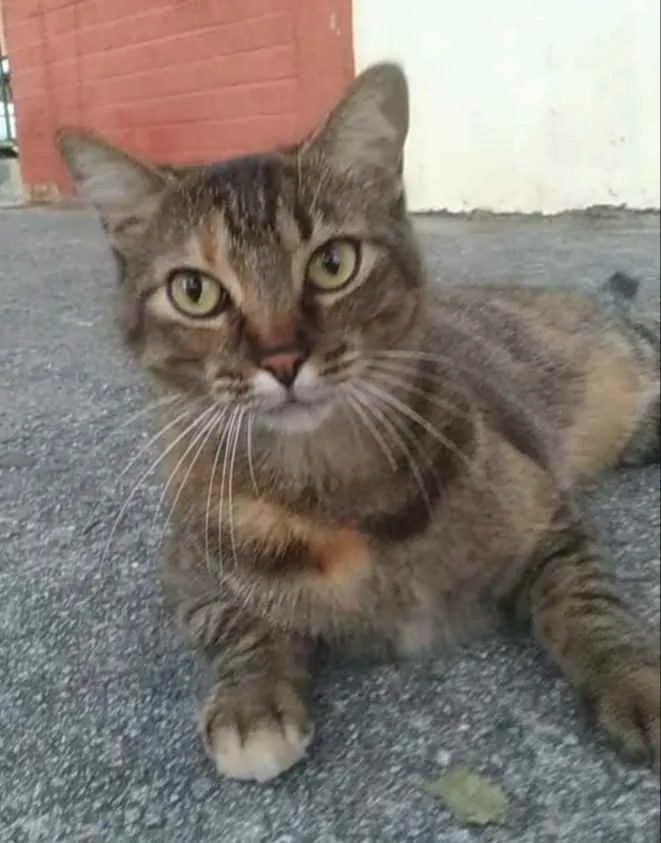 Gato ra a srd tigradinha  idade 4 anos nome JULLY
