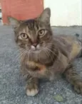 JULLY
