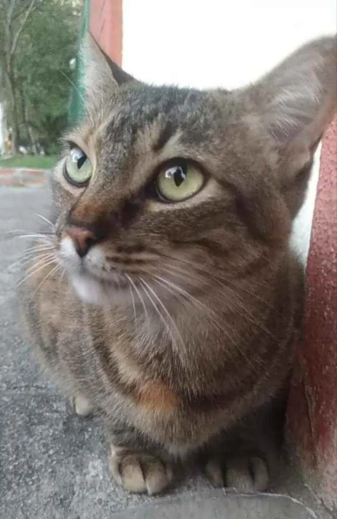 Gato ra a srd tigradinha  idade 4 anos nome JULLY