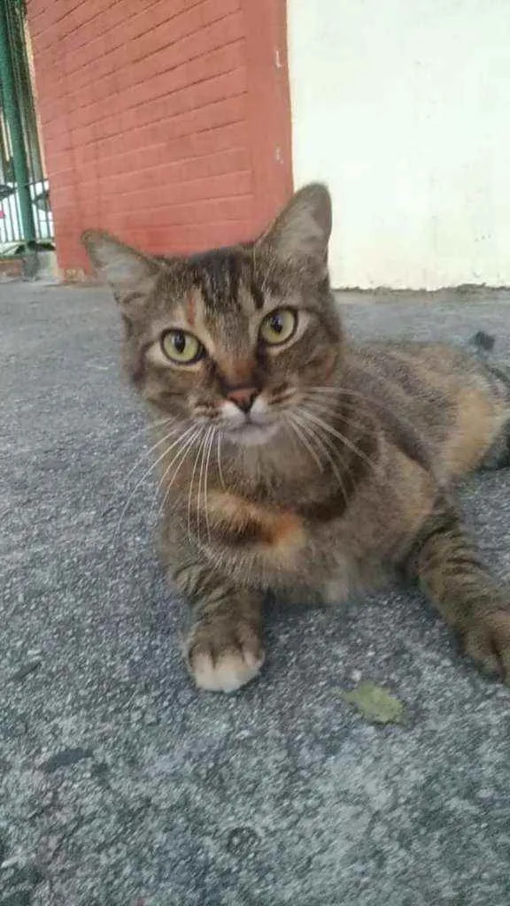 Gato ra a srd tigradinha  idade 4 anos nome JULLY