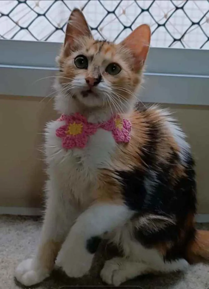 Gato ra a srd tricolor idade 2 a 6 meses nome LÉA
