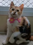 LÉA