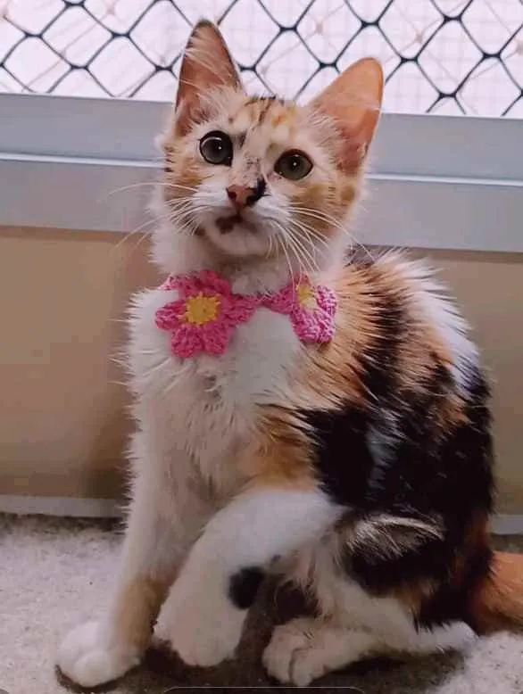Gato ra a srd tricolor idade 2 a 6 meses nome LÉA