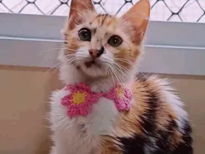 Gato raça srd tricolor idade 2 a 6 meses nome LÉA