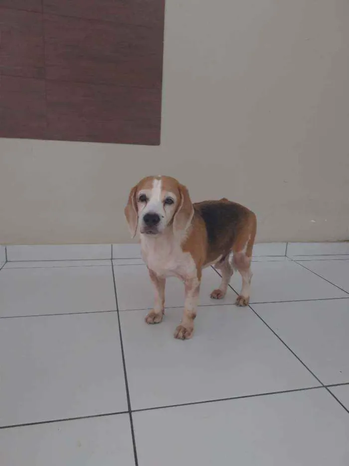 Cachorro ra a Bigle idade 6 ou mais anos nome Spark