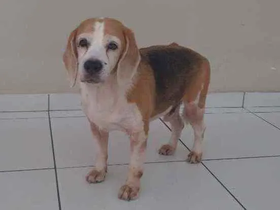 Cachorro ra a Bigle idade 6 ou mais anos nome Spark