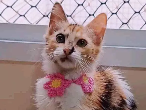 Gato ra a srd tricolor idade 2 a 6 meses nome LÉA