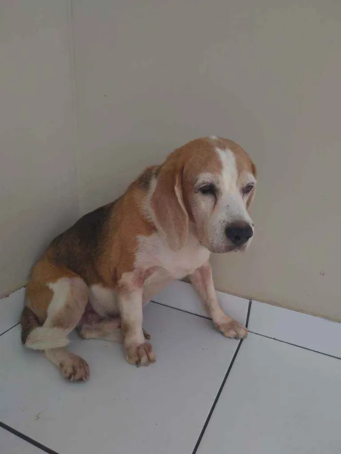 Cachorro ra a Bigle idade 6 ou mais anos nome Spark