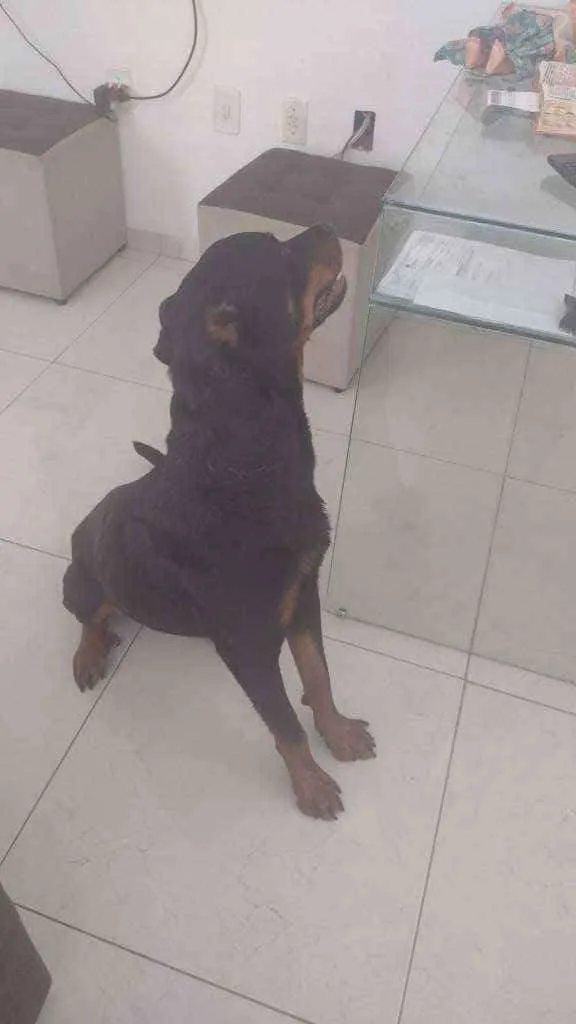 Cachorro raça Rotwailer idade 2 anos nome Thor