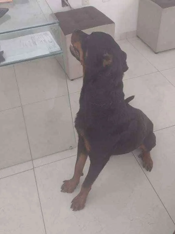 Cachorro raça Rotwailer idade 2 anos nome Thor