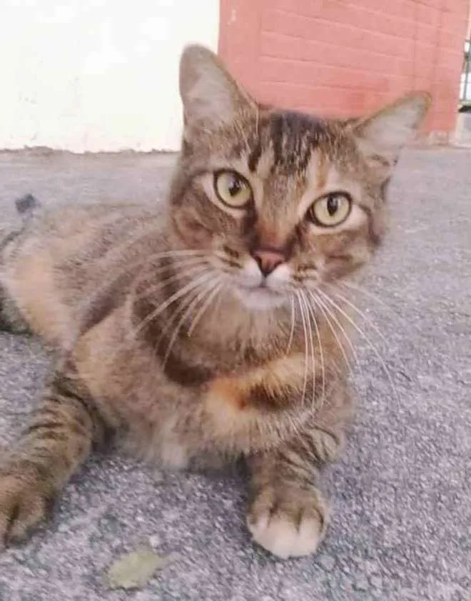 Gato ra a srd tigradinha  idade 4 anos nome JULLY