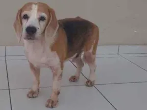 Cachorro raça Bigle idade 6 ou mais anos nome Spark