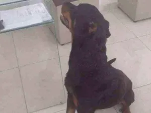 Cachorro raça Rotwailer idade 2 anos nome Thor