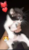 Gato macho e fêmea