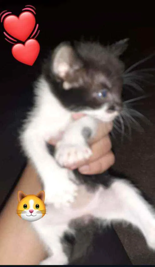 Gato ra a  idade  nome Gato macho e fêmea