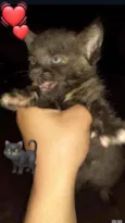 Gato macho e fêmea