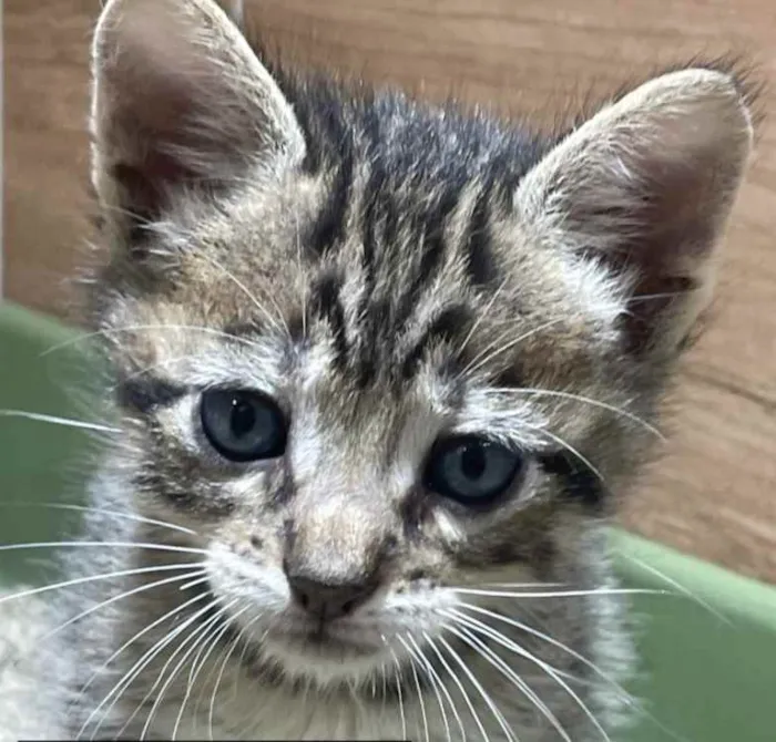 Gato ra a Mestiço  idade 2 a 6 meses nome Anthony 