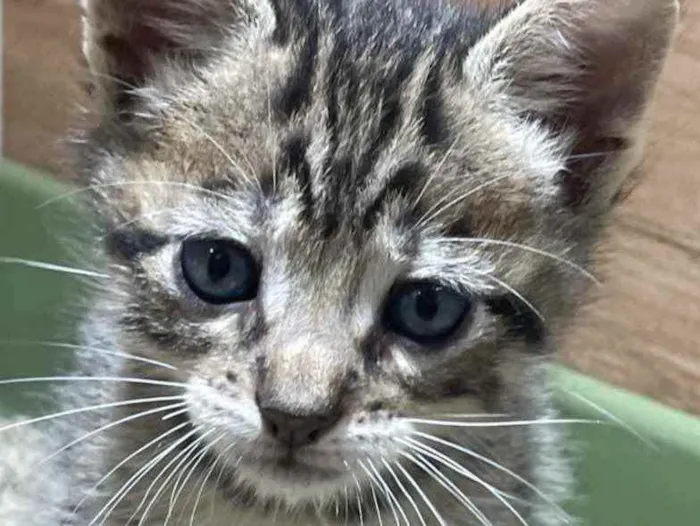 Gato ra a Mestiço  idade 2 a 6 meses nome Anthony 