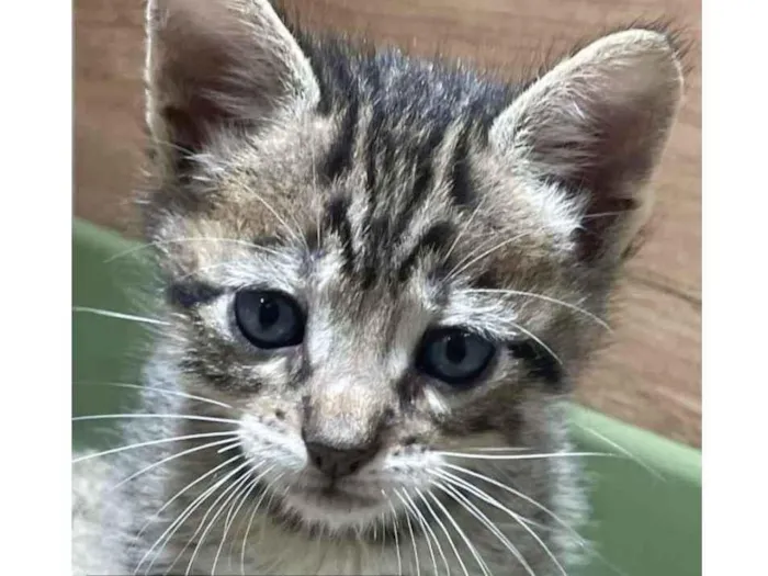 Gato ra a Mestiço  idade 2 a 6 meses nome Anthony 