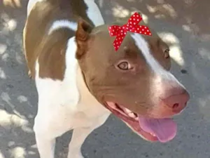 Cachorro raça Pitbull  idade 7 a 11 meses nome Maia 
