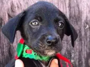 Cachorro raça Srd idade 2 a 6 meses nome Irmãs 2 meses