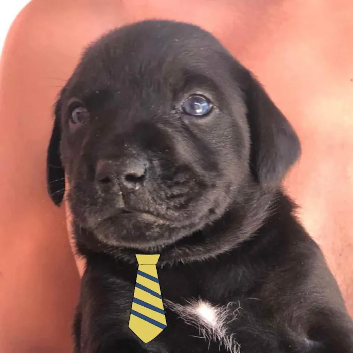 Cachorro ra a Mestiço  idade 2 a 6 meses nome Luke 