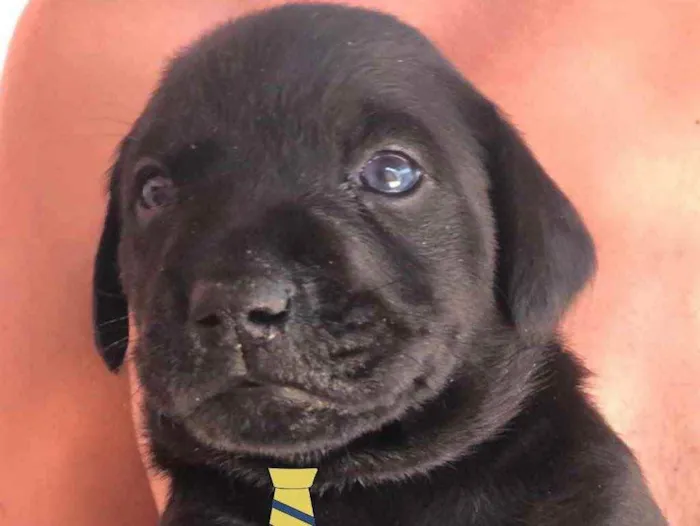 Cachorro ra a Mestiço  idade 2 a 6 meses nome Luke 