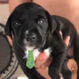 Apolo 