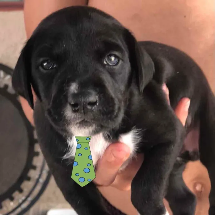 Cachorro ra a Mestiço  idade 2 a 6 meses nome Apolo 