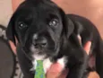 Apolo 