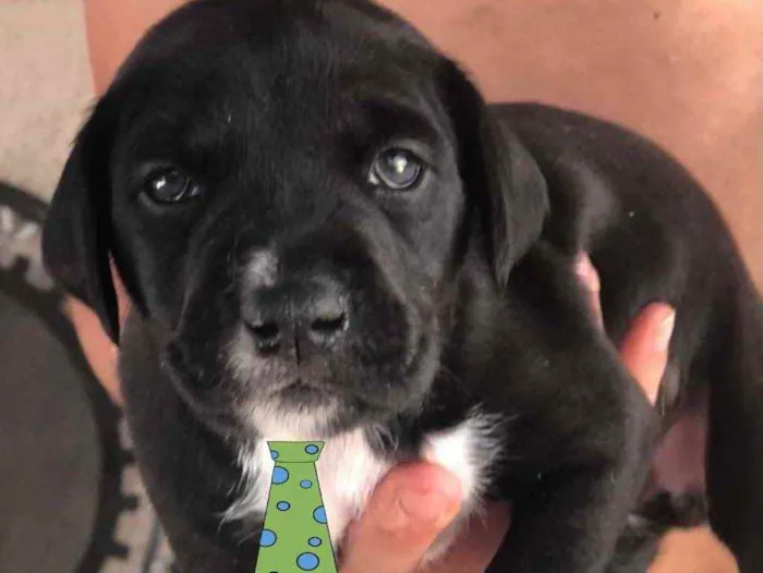 Cachorro ra a Mestiço  idade 2 a 6 meses nome Apolo 