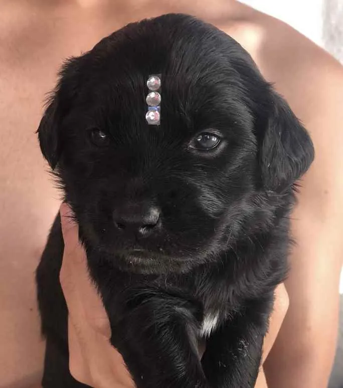 Cachorro ra a Mestiça  idade 2 a 6 meses nome Sofia 