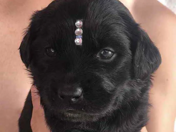 Cachorro ra a Mestiça  idade 2 a 6 meses nome Sofia 