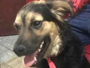 Cachorro raça Mestiço  idade 7 a 11 meses nome Thor 