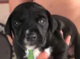Apolo 