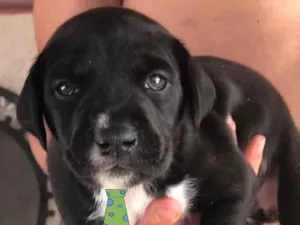 Cachorro raça Mestiço  idade 2 a 6 meses nome Apolo 