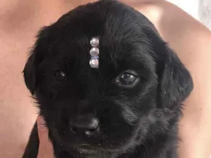 Cachorro raça Mestiça  idade 2 a 6 meses nome Sofia 