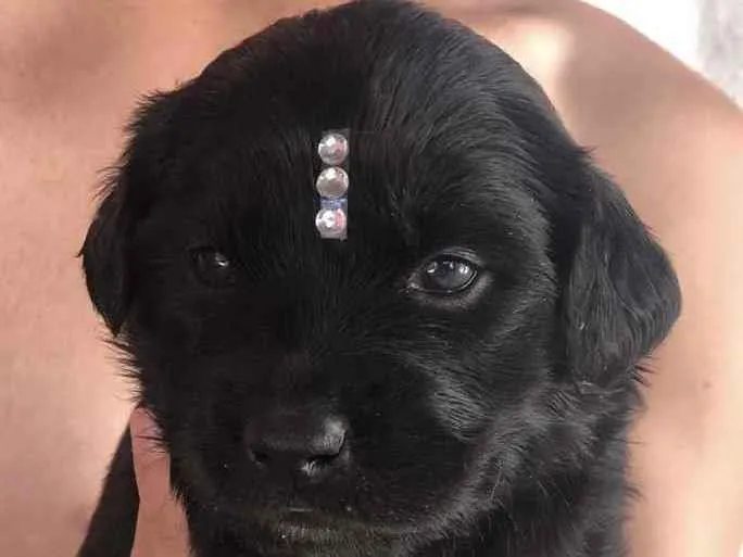 Cachorro ra a Mestiça  idade 2 a 6 meses nome Sofia 