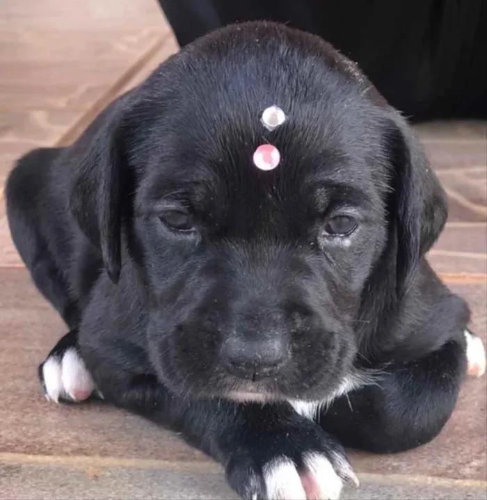 Cachorro ra a Mestiça  idade 2 a 6 meses nome Malu 