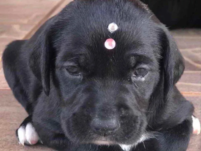 Cachorro ra a Mestiça  idade 2 a 6 meses nome Malu 