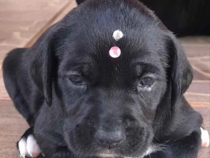 Cachorro ra a Mestiça  idade 2 a 6 meses nome Malu 