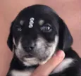 Mel 