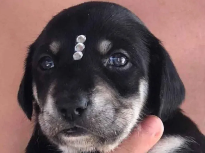 Cachorro ra a Mestiça  idade 2 a 6 meses nome Mel 