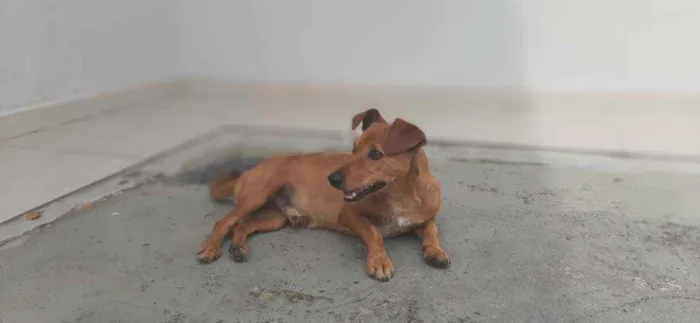 Cachorro ra a Vira lata + basse idade 1 ano nome Fofo