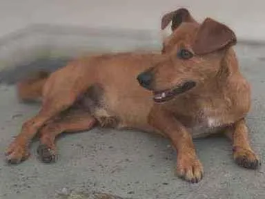 Cachorro ra a Vira lata + basse idade 1 ano nome Fofo