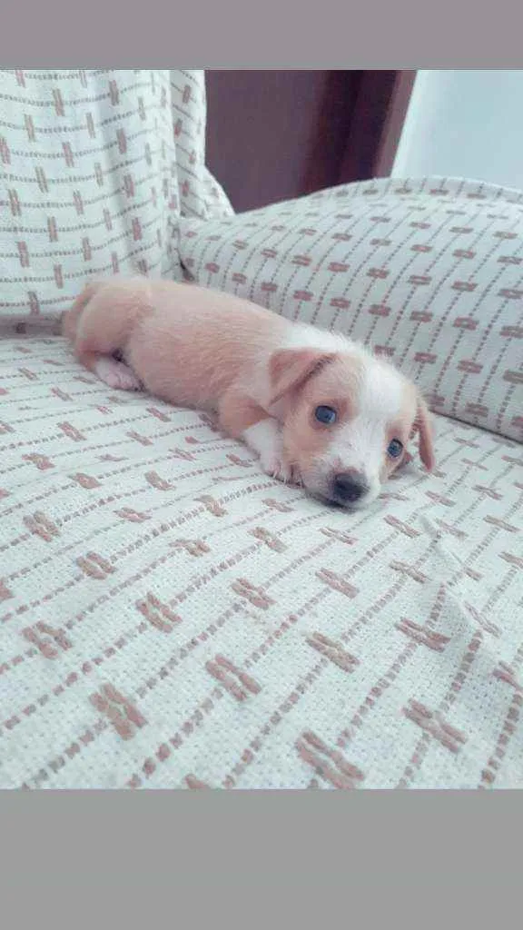 Cachorro ra a Vira lata idade Abaixo de 2 meses nome Sem nome